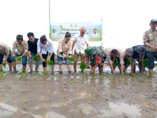 Dukung Program Mentan Amran, Gempita Tanam Padi di Kabupaten Bulukumba