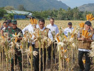 Mentan Amran Minta Bulog Serap Jagung Petani