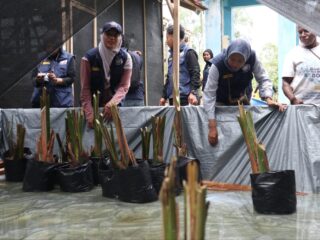 Tim Ekspedisi Patriot IPB University Perkuat Kapasitas Warga Merauke dalam Budidaya Sagu